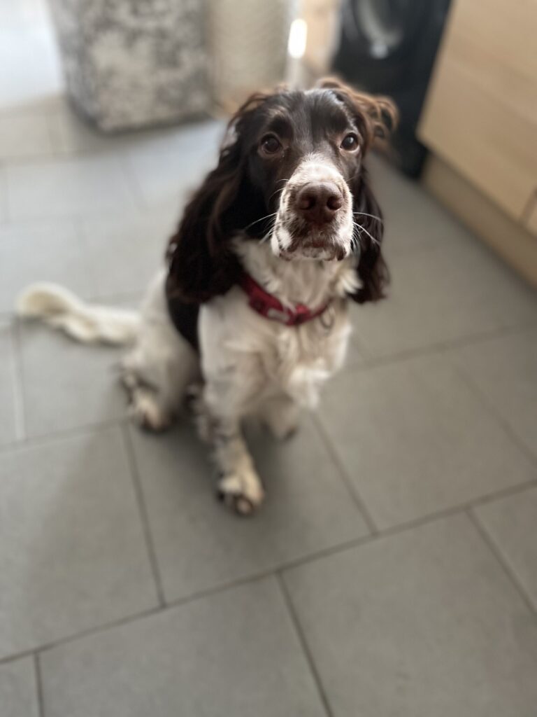 Sprocker Spaniel to mate with female
