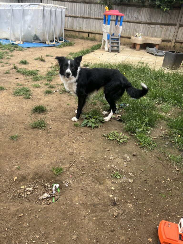 3 year old male border collie for stud