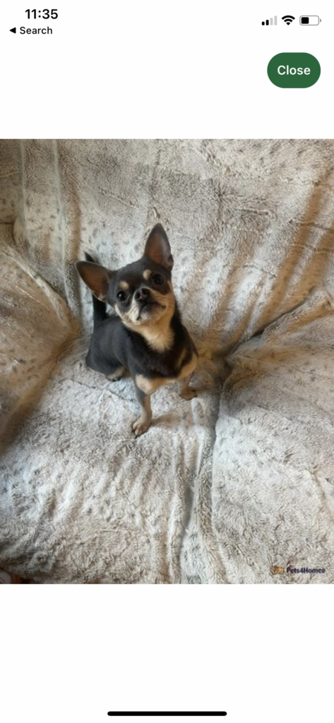 Romeo- Chihuahua stud